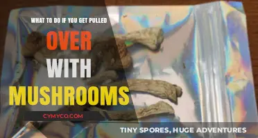 Navigating a Traffic Stop with Mushrooms: A Practical Guide