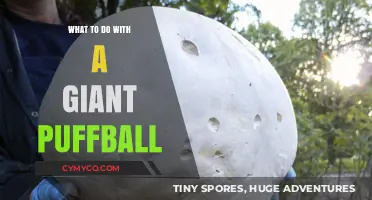 Unleashing Creativity: Fun and Practical Uses for a Giant Puffball