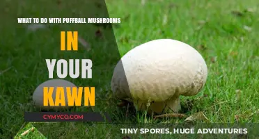 Puffball Mushrooms in Your Lawn: A Guide to Identification and Safe Removal