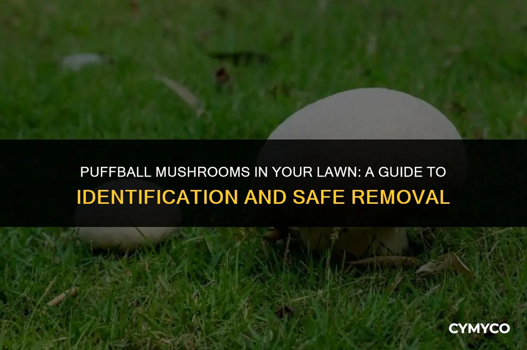 what to do with puffball mushrooms in your kawn