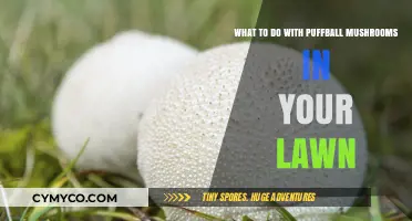 Managing Puffball Mushrooms: A Guide for Lawn Owners