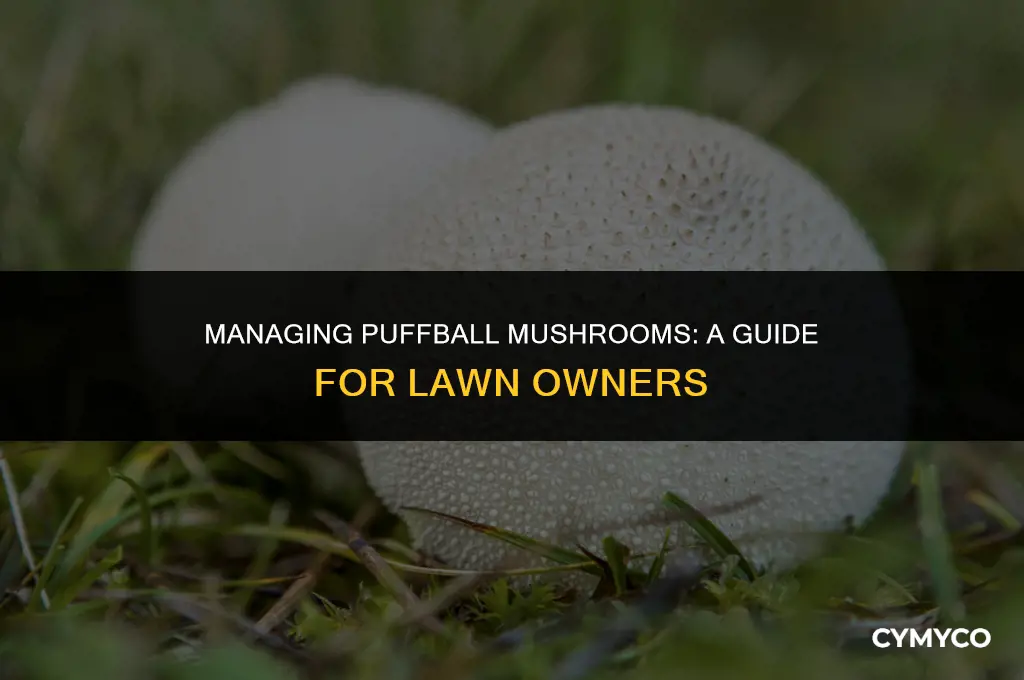 what to do with puffball mushrooms in your lawn