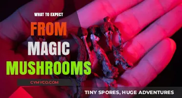 Exploring Magic Mushrooms: Effects, Experiences, and What to Anticipate