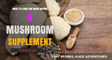 Exploring Quality: Key Factors in Choosing Mushroom Supplements