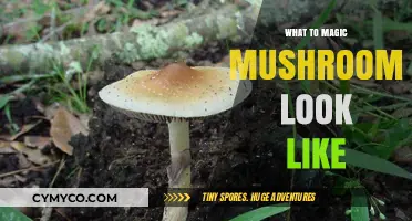 Identifying Magic Mushrooms: A Visual Guide to Their Appearance and Features