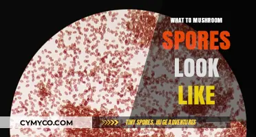 Exploring Mushroom Spores: Appearance, Colors, and Microscopic Details Revealed