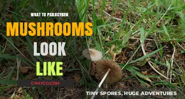 Identifying Psilocybin Mushrooms: A Visual Guide to Their Unique Appearance