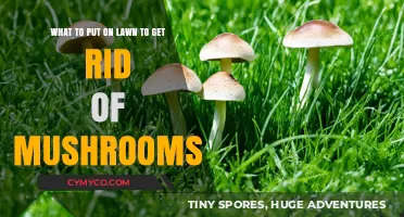 Effective Ways to Eliminate Mushrooms from Your Lawn