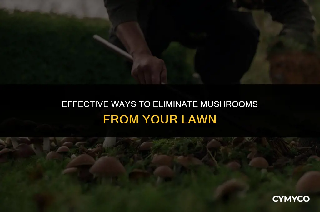 what to put on lawn to get rid of mushrooms
