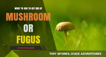 Effective Solutions to Eliminate Mushrooms and Fungus