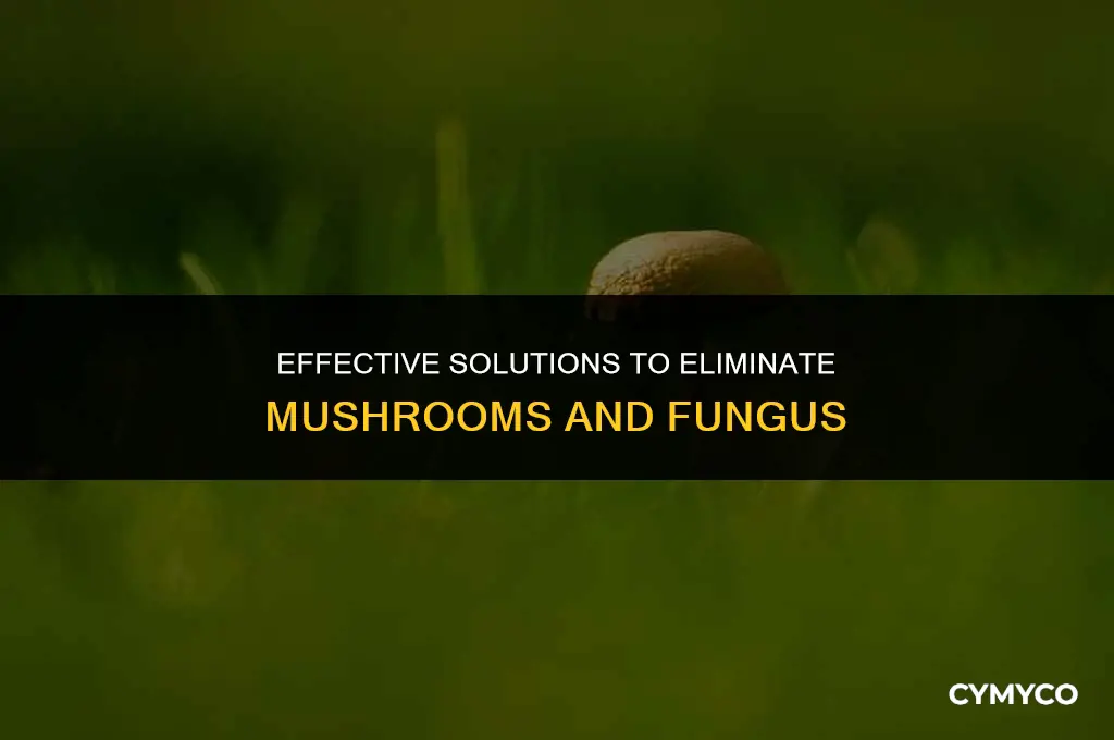 what to use to get rid of mushroom or fugus