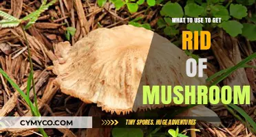 Effective Ways to Eliminate Mushrooms: A Comprehensive Guide