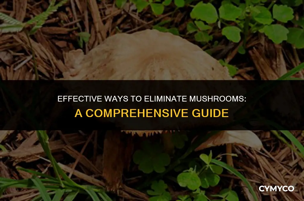 what to use to get rid of mushrooms