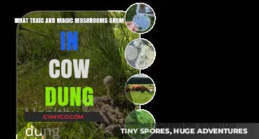 Toxic vs. Magic Mushrooms: Unveiling Their Growth in Cow Dung