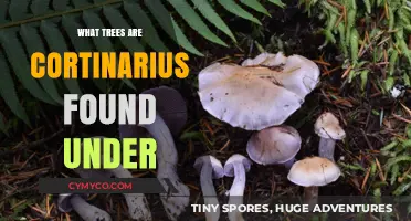 Cortinarius Mushrooms: Identifying Their Preferred Tree Hosts in Forests