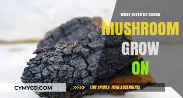 Exploring Chaga's Habitat: The Birch Trees That Nurture This Medicinal Mushroom