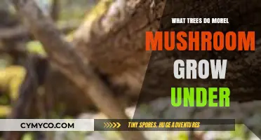 Discovering Morel Mushrooms: Preferred Tree Species for Optimal Growth