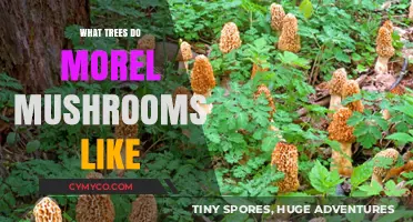 Exploring Morel Mushrooms' Favorite Trees: A Comprehensive Guide