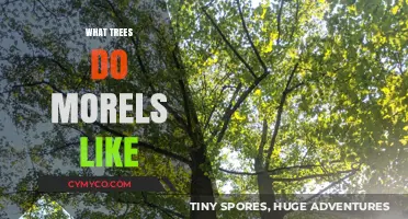 Exploring Morel Mushrooms' Favorite Trees: A Comprehensive Guide