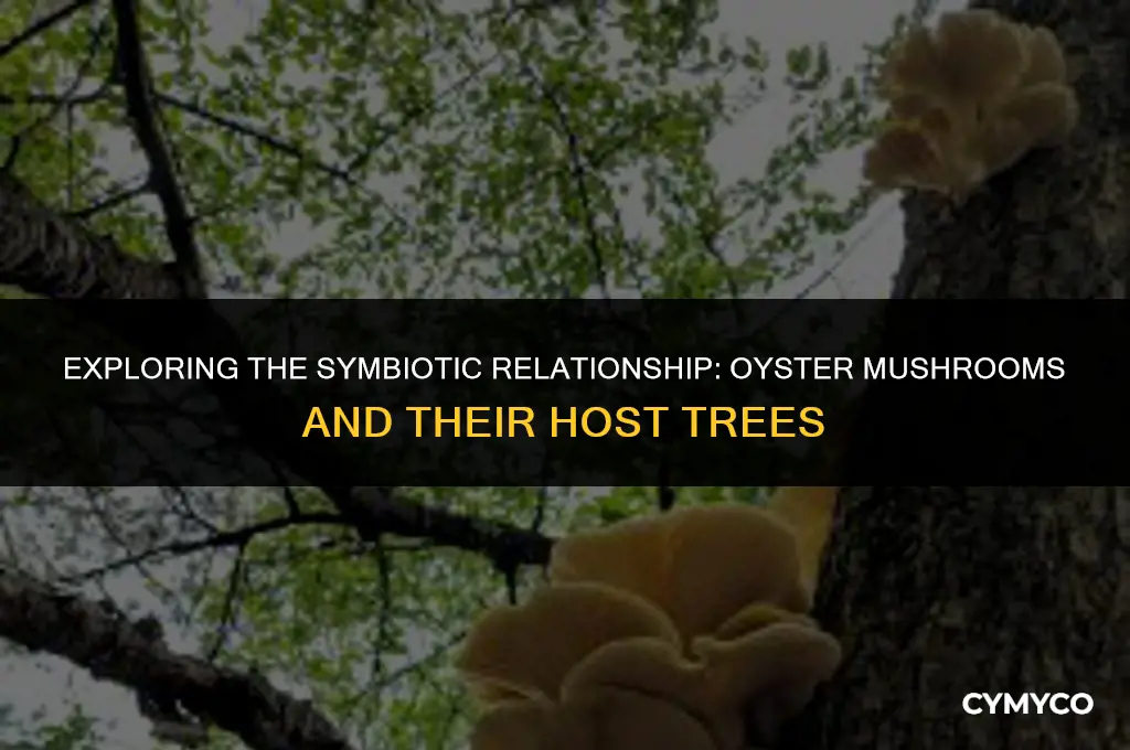 what trees do oyster mushrooms grow on