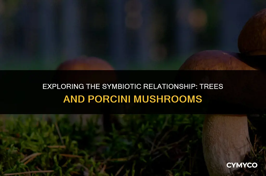what trees do porcini grow under