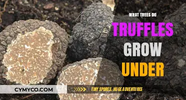 Truffle Trees: Unveiling the Best Species for Growing Gourmet Fungi