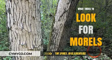 Exploring Nature's Bounty: A Guide to Morel Mushroom Trees