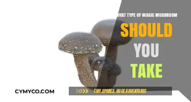 Choosing the Right Magic Mushroom: A Guide to Varieties and Effects