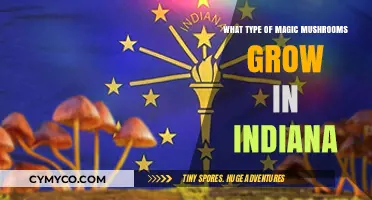 Indiana's Psychedelic Fungi: Exploring Magic Mushroom Varieties in the Hoosier State