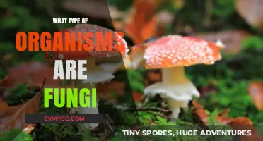 Exploring the Fascinating World of Fungi: Nature's Decomposers