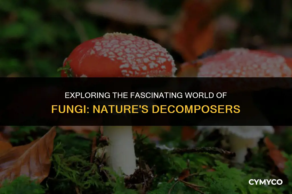 what type of organisms are fungi