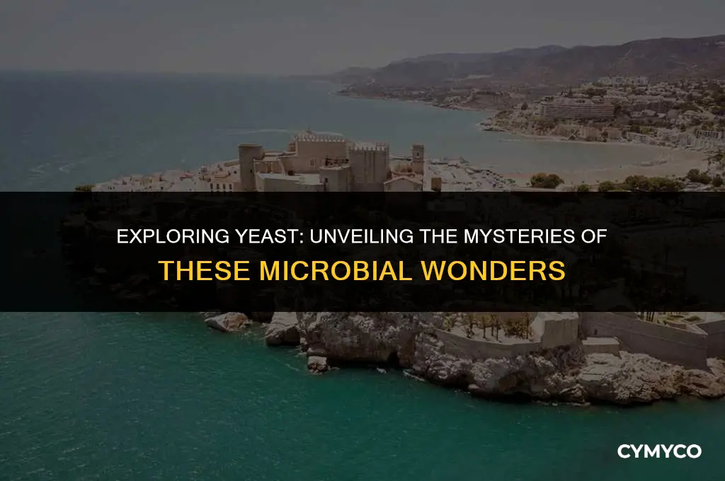 what type of organisms are yeast
