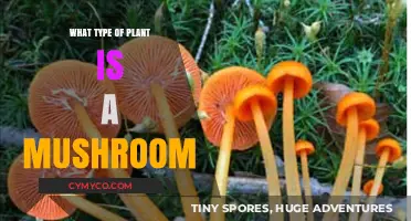 Exploring the Fungi Kingdom: What Type of Plant is a Mushroom?