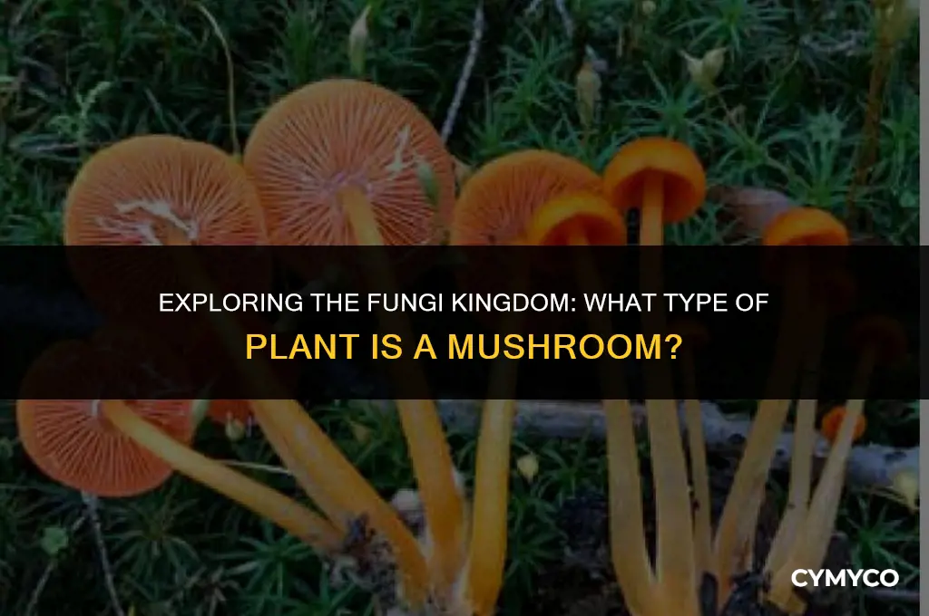 what type of plant is a mushroom