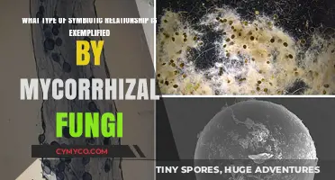 Exploring the Mutualistic Bond: Mycorrhizal Fungi and Plant Symbiosis