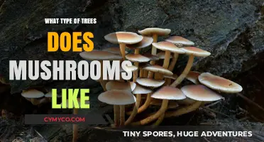 Exploring the Symbiotic Relationship: Which Trees Attract Mushrooms?