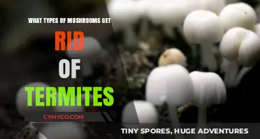 Natural Pest Control: Mushrooms That Combat Termite Infestations