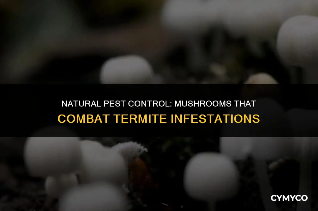 what types of mushrooms get rid of termites