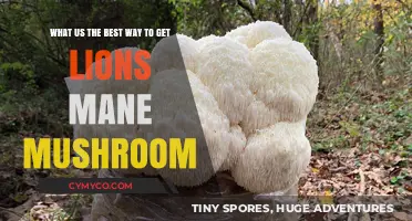 Unlocking the Benefits: Sourcing the Finest Lion's Mane Mushroom