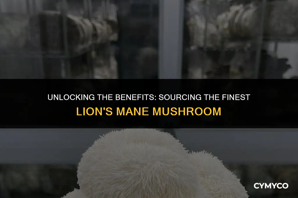 what us the best way to get lions mane mushroom