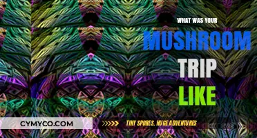 Exploring the Mystical: My Unforgettable Mushroom Journey