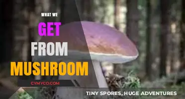 Unlocking Nature's Bounty: The Surprising Benefits of Mushrooms