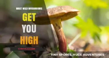 Exploring the Psychedelic Potential of Wild Mushrooms: A Comprehensive Guide