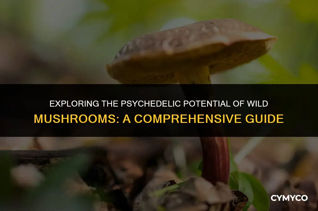 what wild mushrooms get you high