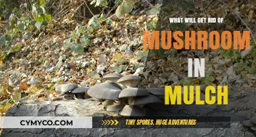 Effective Ways to Eliminate Mushrooms from Your Mulch
