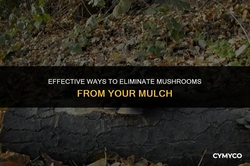 what will get rid of mushrooms in mulch