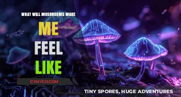 Exploring the Effects: A Journey Through Mushroom-Induced Sensations