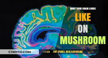 Exploring the Psychedelic: A Glimpse Inside Your Brain on Mushrooms