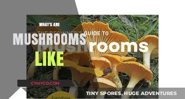 Exploring the Fascinating World of Mushrooms: A Beginner's Guide