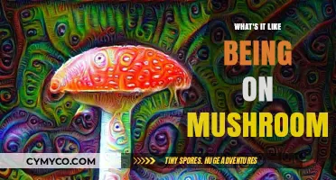 Exploring the Mycological Mind: A Journey Through Mushroom Consciousness
